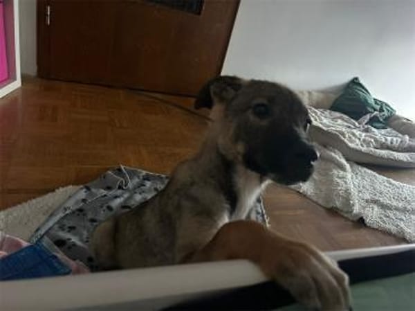 Carola - wartet in 42859 Remscheid