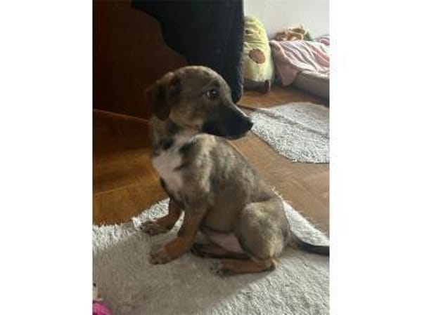 Carola - wartet in 42859 Remscheid