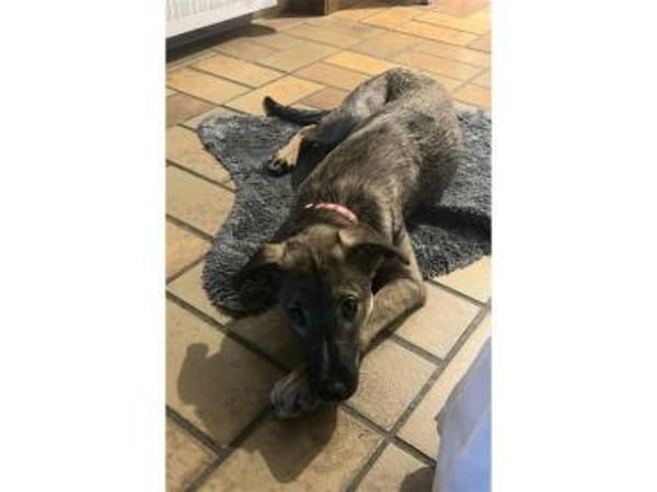 Carola - wartet in 42859 Remscheid