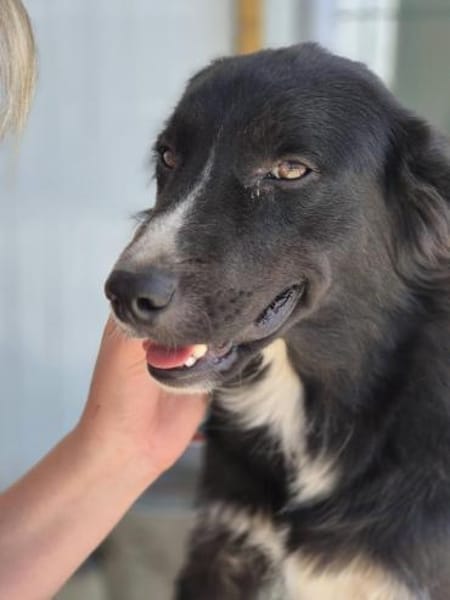 Lieber WOODY in 20257 HAMBURG