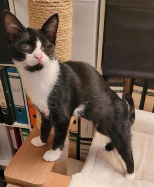 Kleiner Emil sucht seine Familie