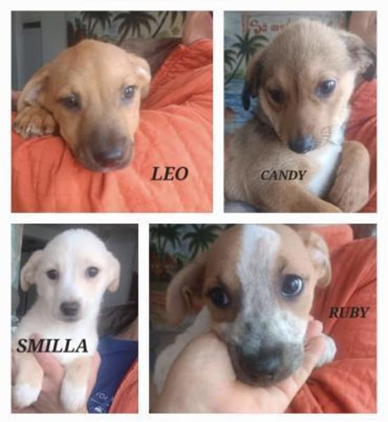 VERMITTLUNGSHILFE Bezaubernde Welpen