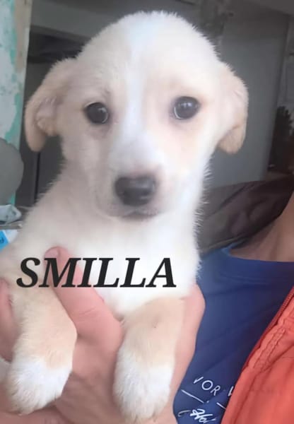 VERMITTLUNGSHILFE Bezaubernde Welpen