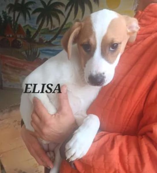 VERMITTLUNGSHILFE Bezaubernde Welpen