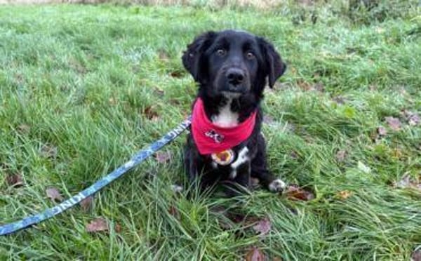 Odie wartet auf sein Zuhause