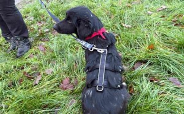 Odie wartet auf sein Zuhause