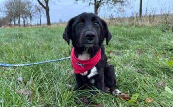 Odie wartet auf sein Zuhause