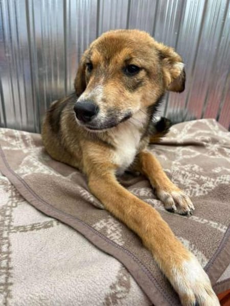 🐾❤ JULIA PASARICA, ca.45/48cm