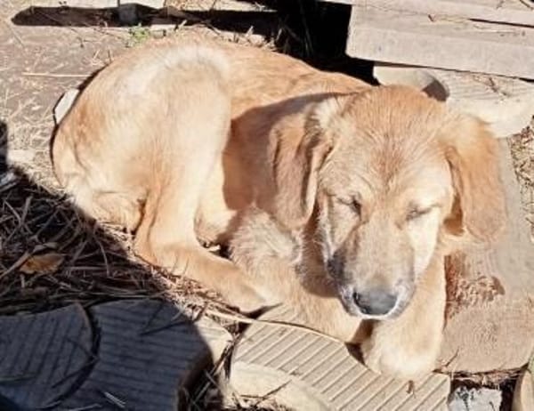 Hugo der Riese im Schafspelz