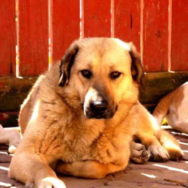 Hugo der Riese im Schafspelz