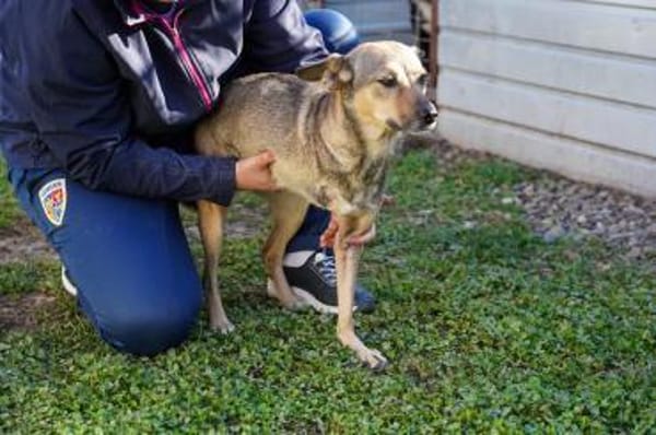 Pax sucht Paten und Spender