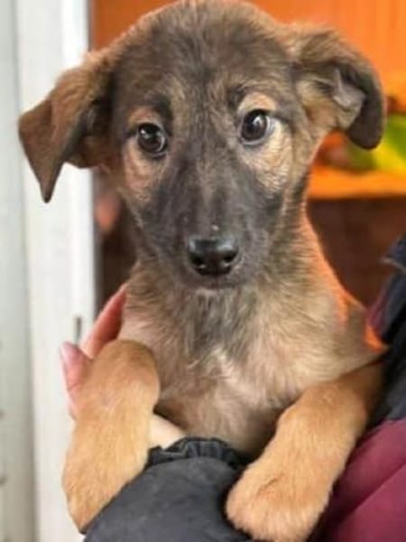 TERESA-zauberhaftes Welpen-Mädchen