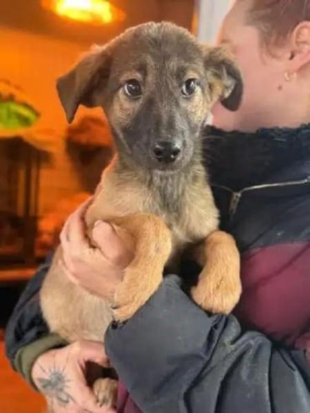 TERESA-zauberhaftes Welpen-Mädchen