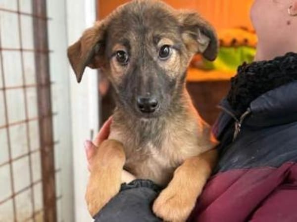 TERESA-zauberhaftes Welpen-Mädchen