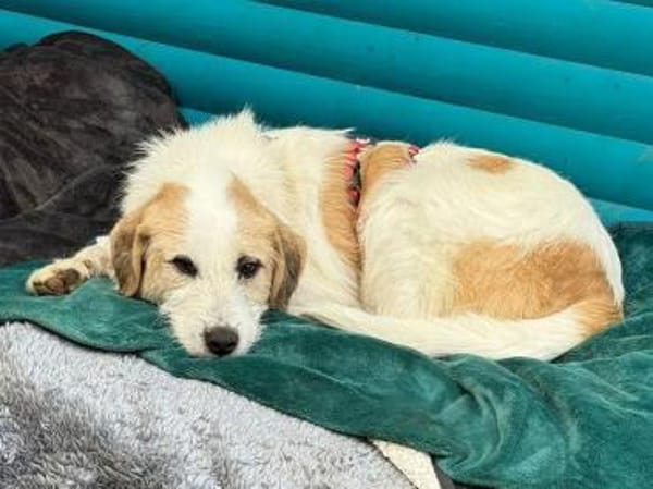 MARLON-wunderschöner Rüde, 54 cm