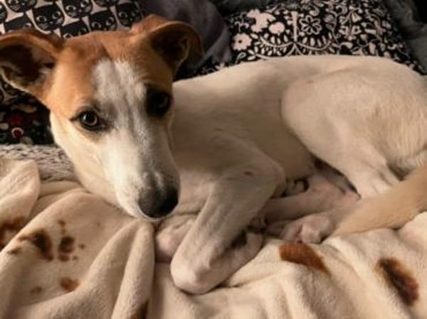 Dodo, geschundenes Hundemädchen, ca.16 k