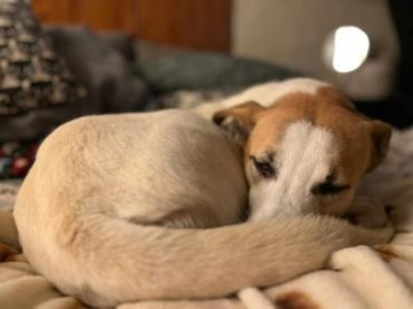 Dodo, geschundenes Hundemädchen, ca.16 k