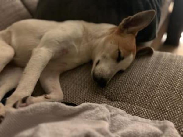 Dodo, geschundenes Hundemädchen, ca.16 k