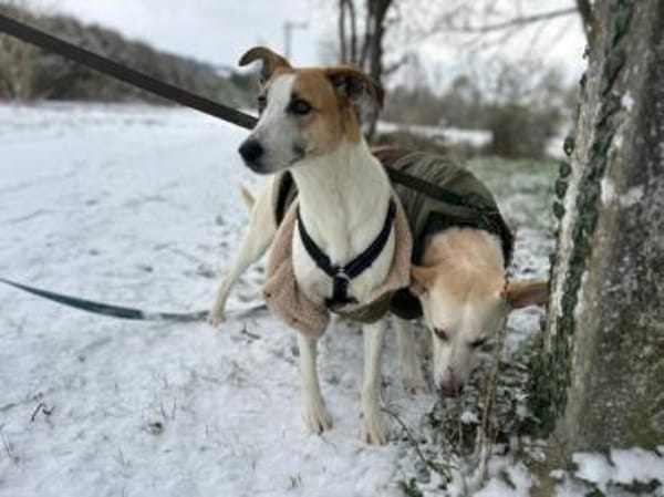 Dodo, geschundenes Hundemädchen, ca.16 k