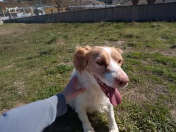 Alma  -  ein Dreamteam mit Estrella