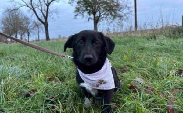 Wunderschöne, süße Poppy