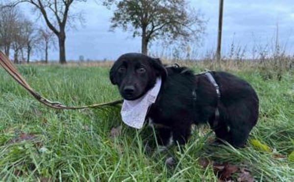 Wunderschöne, süße Poppy