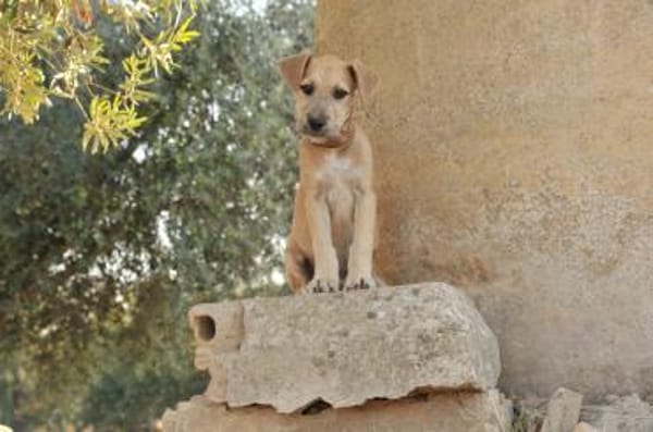 RAFAEL versucht sein Glück 🍀