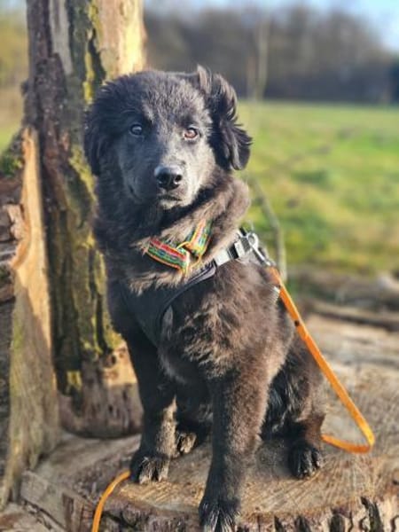 Nola, aktive Hundedame, ca. 5 Monate