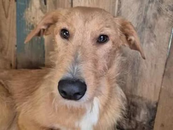 Quaglia - bereit fürs Leben