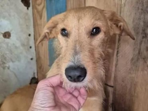 Quaglia - bereit fürs Leben