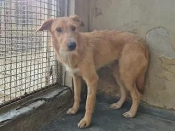 Quaglia - bereit fürs Leben