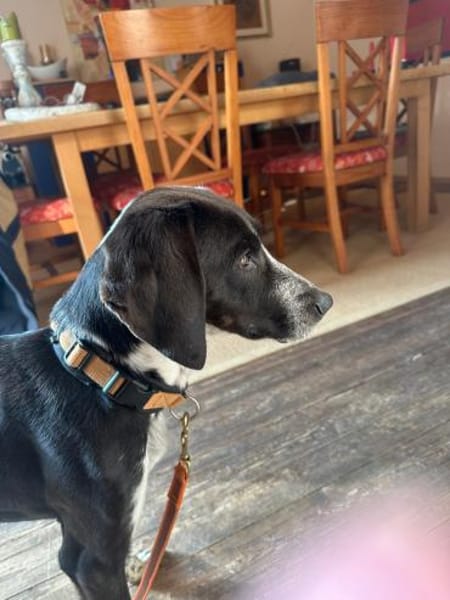 Morena - menschenbezogene Hündin auf PS