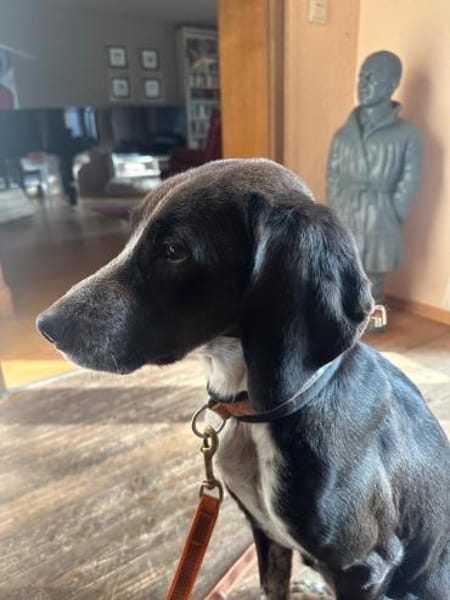 Morena - menschenbezogene Hündin auf PS