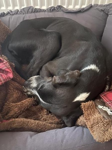 Morena - menschenbezogene Hündin auf PS