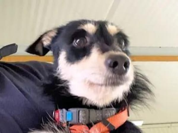 LISSY - ein Sonnenschein