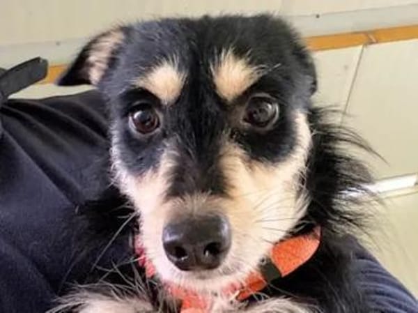 LISSY - ein Sonnenschein