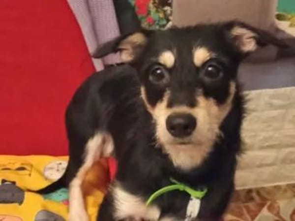 LISSY - ein Sonnenschein