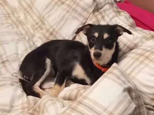 LISSY - ein Sonnenschein