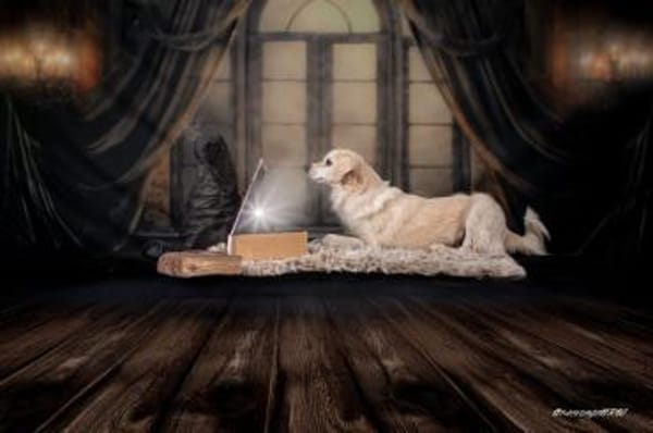 Ivan, kleiner Herzenshund, ca. 13 J 5245