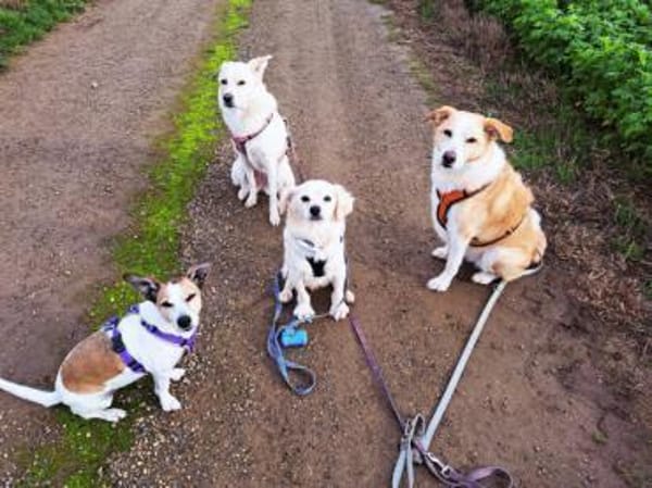 Ivan, kleiner Herzenshund, ca. 13 J 5245