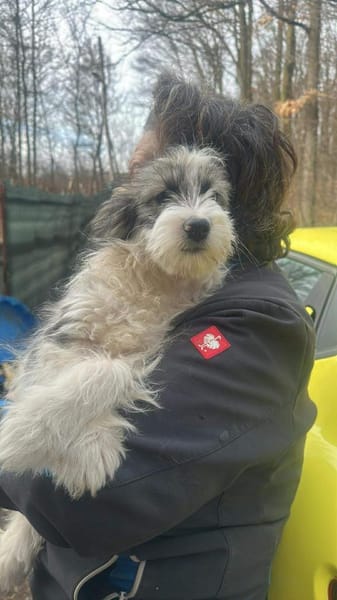 April, zauberhaftes Welpenmädchen