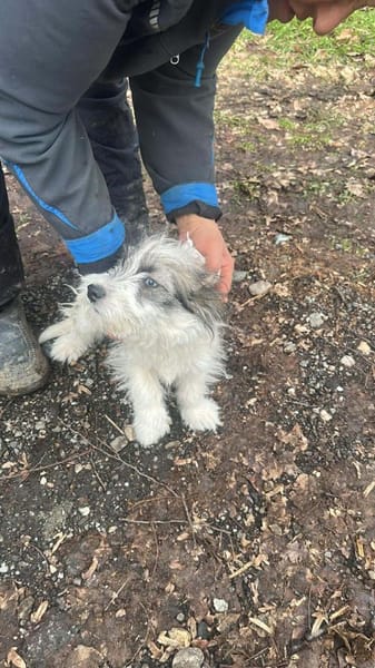 April, zauberhaftes Welpenmädchen