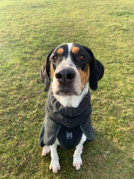 Lasse, große Schönheit, 2J 34128