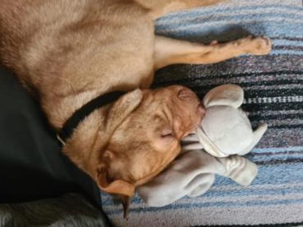 Bonnie, niedliches Hundemädel, ca. 6 Mon