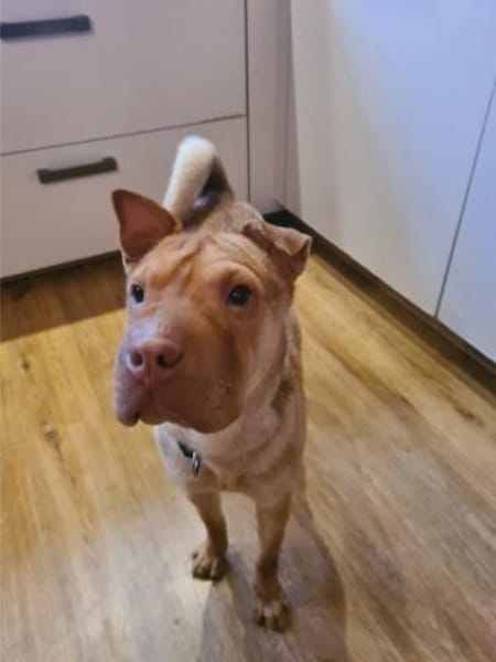 Bonnie, niedliches Hundemädel, ca. 6 Mon