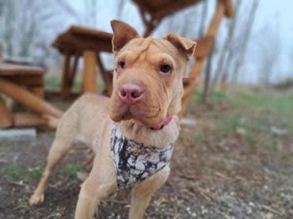 Bonnie, niedliches Hundemädel, ca. 6 Mon