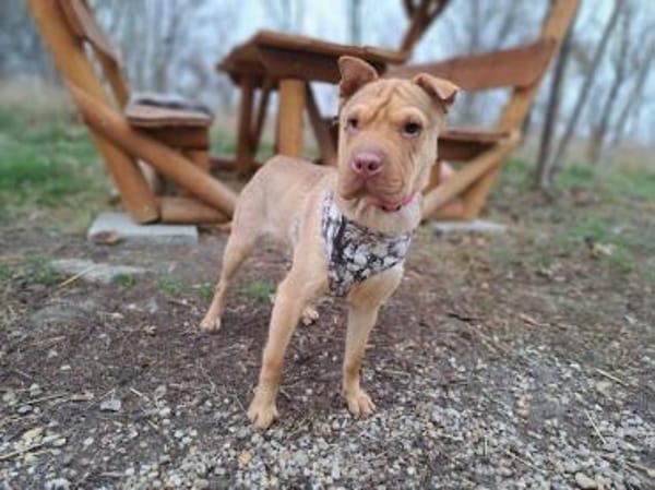 Bonnie, niedliches Hundemädel, ca. 6 Mon