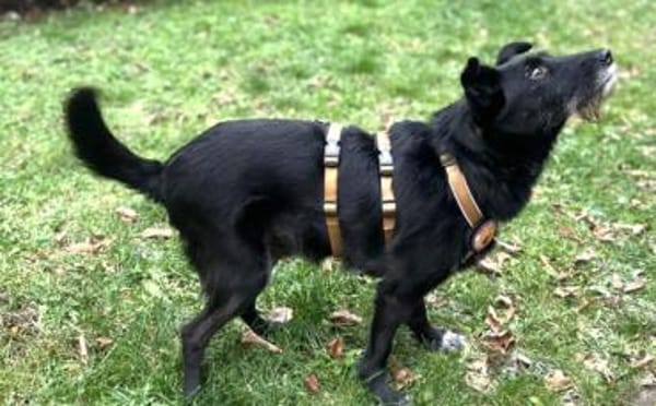 Schmusemaus Anduni sucht dich