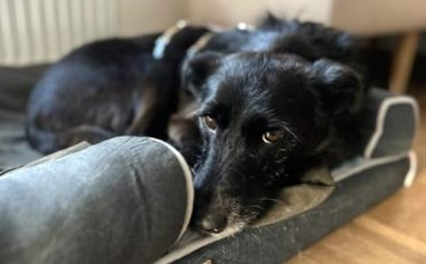 Schmusemaus Anduni sucht dich