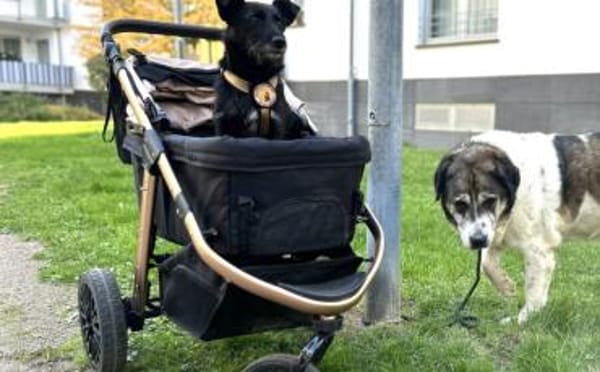 Schmusemaus Anduni sucht dich